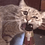 catusking